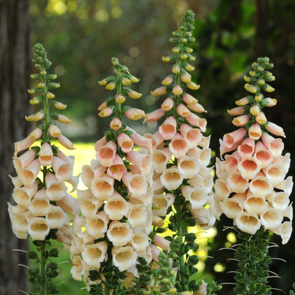 Digitalis 'Dalmatian Peach' - Perennials