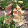 Digitalis 'Dalmatian Peach' - Perennials