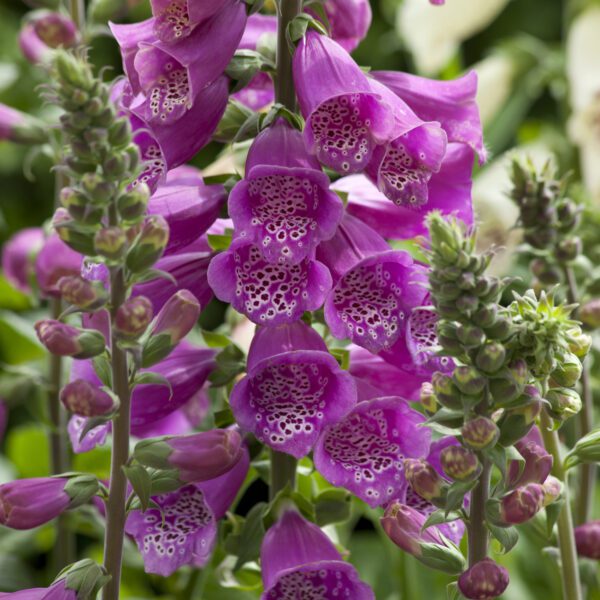 Digitalis 'Dalmatian Purple' - Perennials