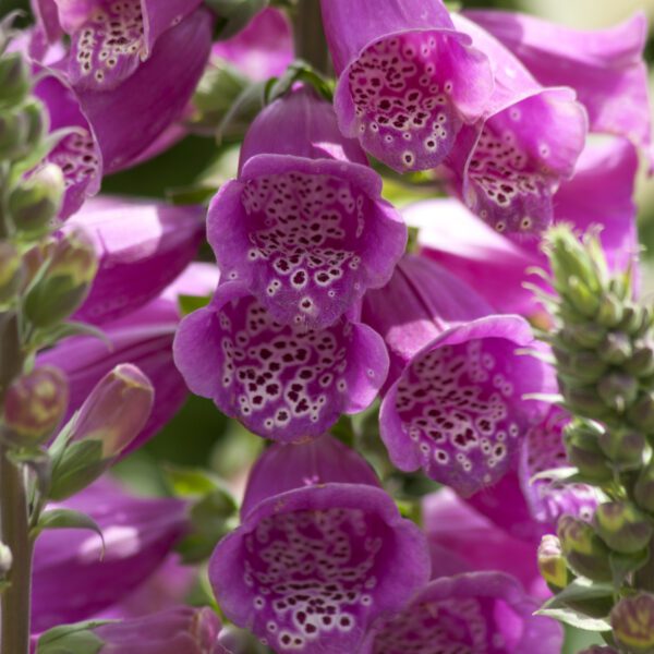 Digitalis 'Dalmation Purple' - Perennials