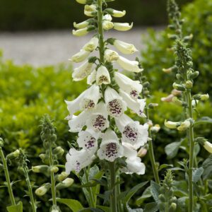 Digitalis 'Dalmatian White' - Perennials