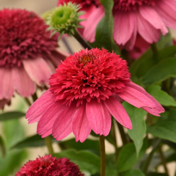 DOUBLE DIPPED™ 'Watermelon Sugar' Echinacea - Perennials