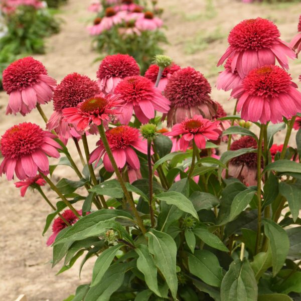 DOUBLE DIPPED™ 'Watermelon Sugar' Echinacea - Perennials