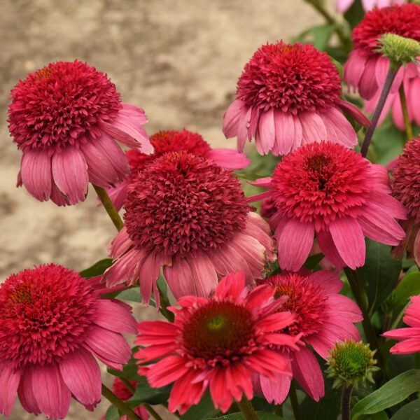 DOUBLE DIPPED™ 'Watermelon Sugar' Echinacea - Perennials