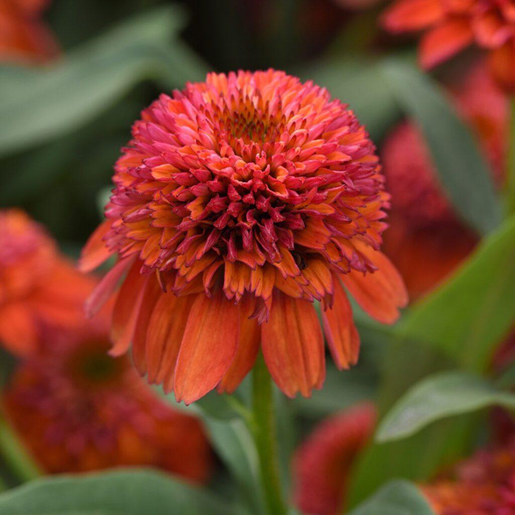 DOUBLE SCOOP™ 'Orangeberry Deluxe' Echinacea - Perennials
