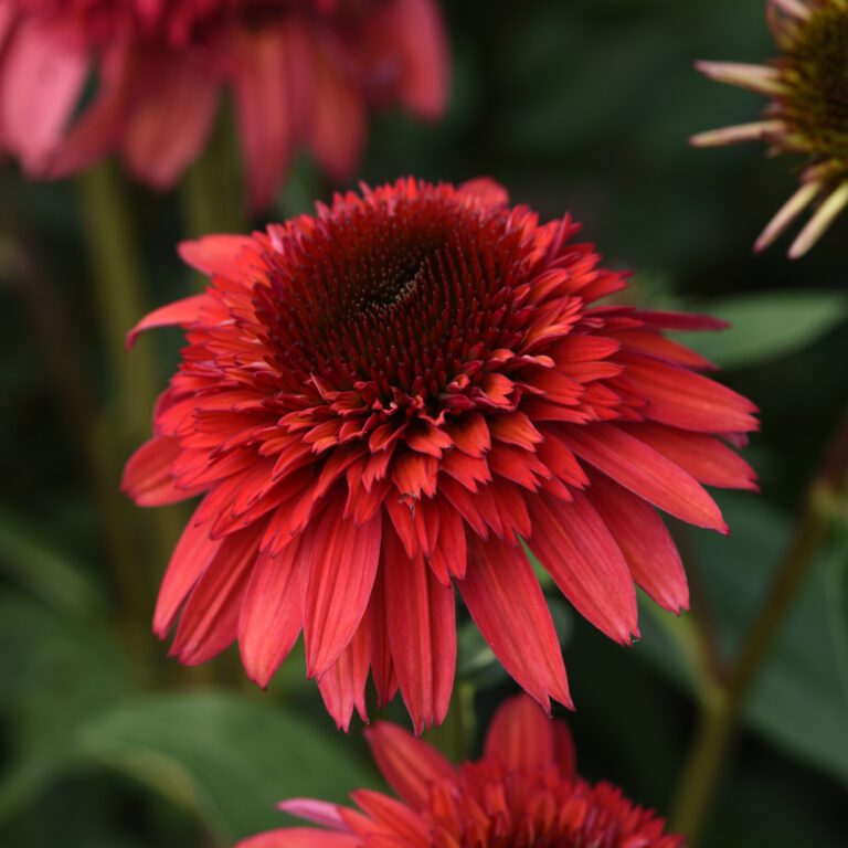 Echinacea DOUBLE SCOOP™ 'Raspberry Deluxe' Order Online