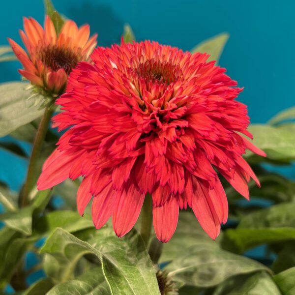 DOUBLE SCOOP™ 'Raspberry Deluxe' Echinacea - Perennials