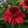 Echinacea DOUBLE SCOOP™ 'Strawberry Deluxe' – Explore More