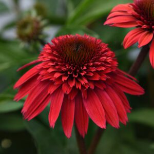 DOUBLE SCOOP™ 'Strawberry Deluxe' Echinacea - Perennials