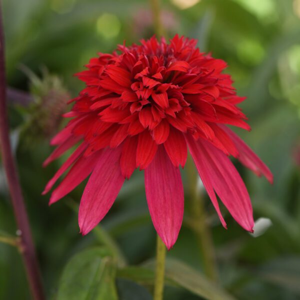 DOUBLE SCOOP™ 'Strawberry Deluxe' Echinacea - Perennials