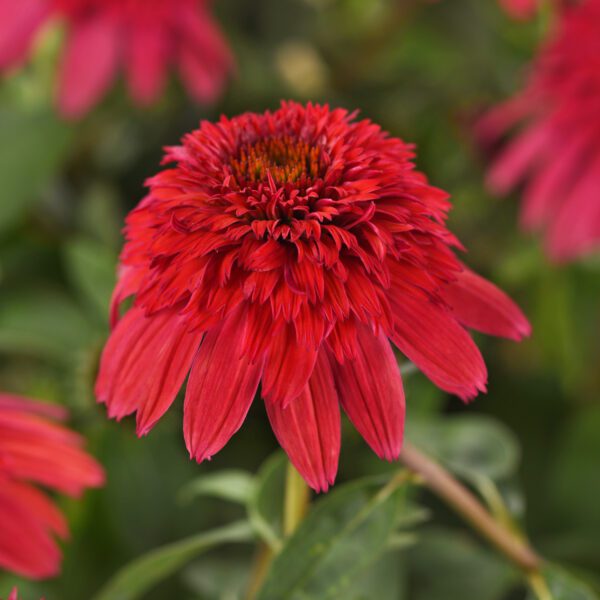 DOUBLE SCOOP™ 'Strawberry Deluxe' Echinacea - Perennials