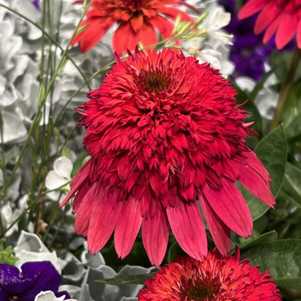 DOUBLE SCOOP™ 'Strawberry Deluxe' Echinacea - Perennials