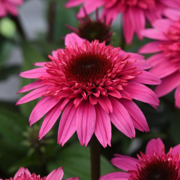 DOUBLE SCOOP™ 'Watermelon Deluxe' Echinacea - Perennials