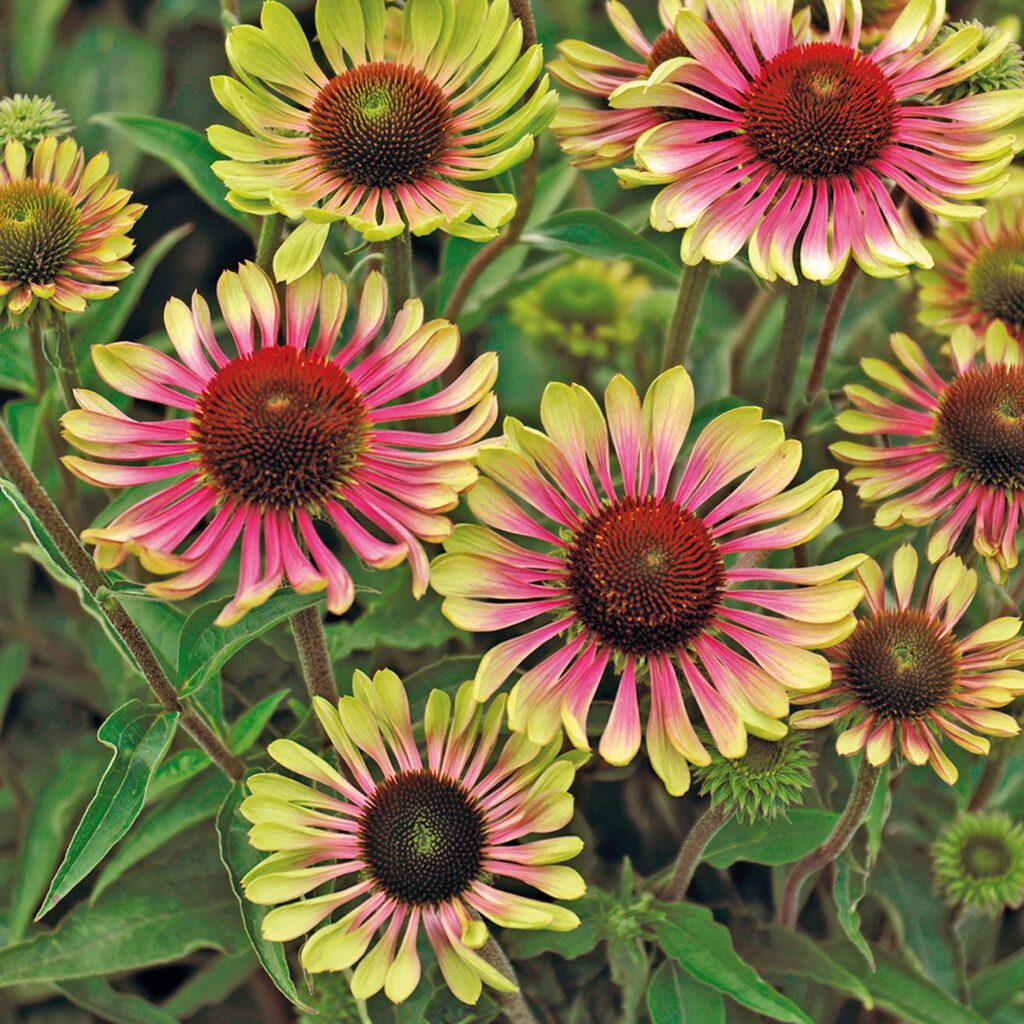 Echinacea 'Green Twister' - Perennials