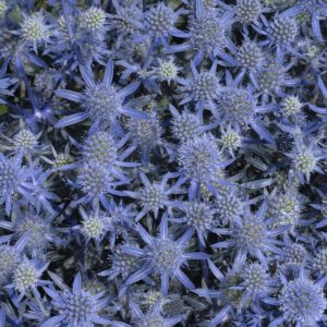 Eryngium