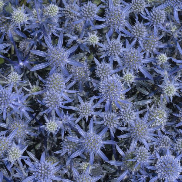 Eryngium 'Blue Glitter' - Perennials