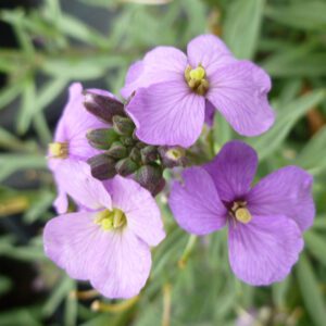 Erysimum 'Bowles Me Away' - Perennials