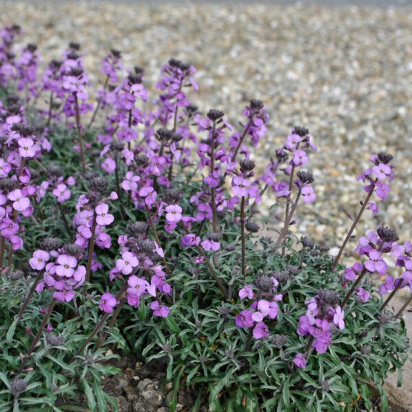 Erysimum 'Bowles Me Away' - Perennials