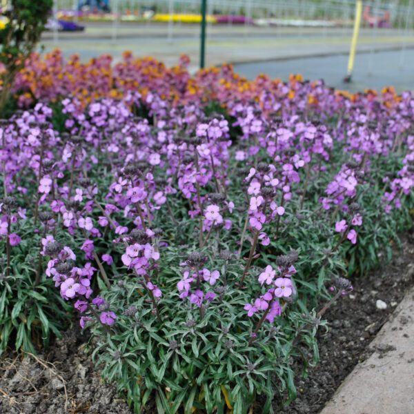 Erysimum 'Bowles Me Away' - Perennials