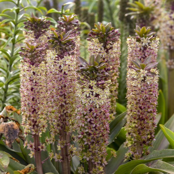 CROWNING GLORY™ 'Princess Bride' Eucomis - Perennials