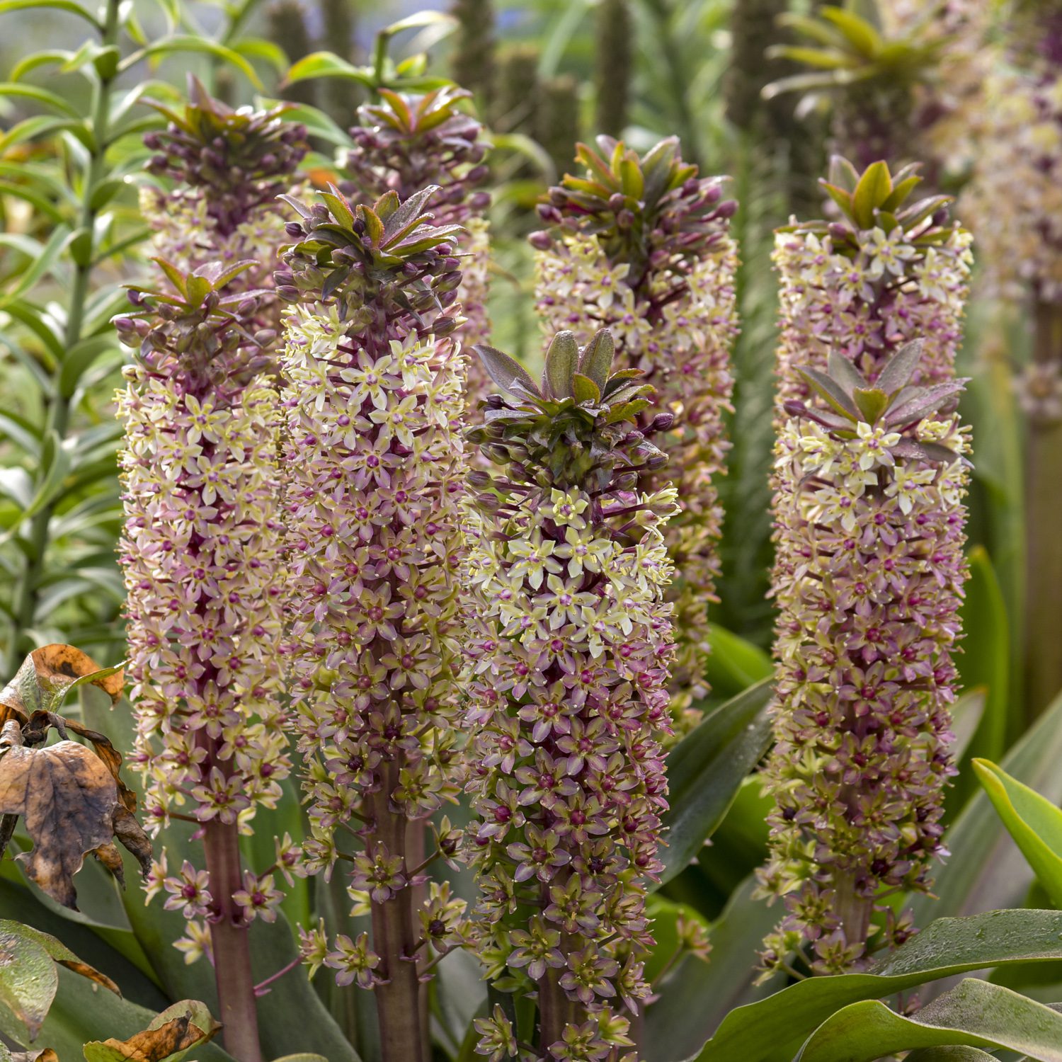 Crowning Glory™ 'Purple Reign' - Pineapple Lily - Eucomis hybrid