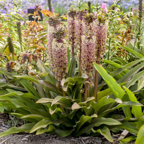 CROWNING GLORY™ 'Princess Bride' Eucomis - Perennials