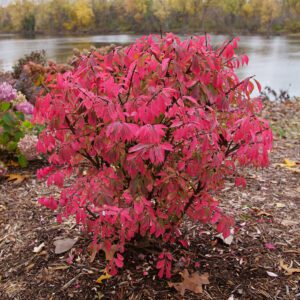 FIRE BALL SEEDLESS™ Euonymus - Shrubs