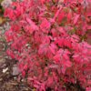 FIRE BALL SEEDLESS™ Euonymus - Shrubs