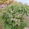 FIRE BALL SEEDLESS™ Euonymus - Shrubs