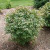 FIRE BALL SEEDLESS™ Euonymus - Shrubs