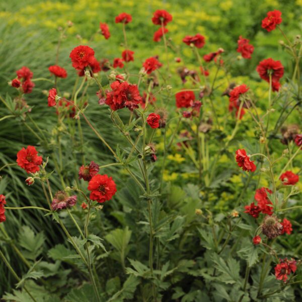 Geum 'Blazing Sunset' - Perennials