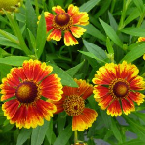 SALUD™ Embers Helenium - Perennials