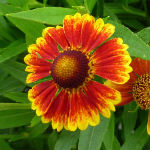 SALUD™ Embers Helenium - Perennials