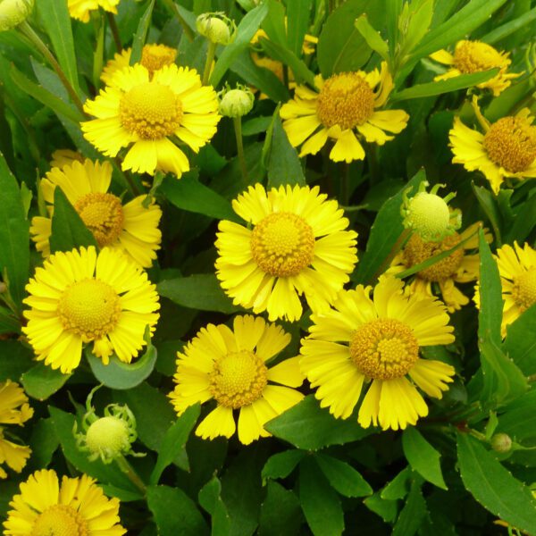 SALUD™ Yellow Helenium - Perennials