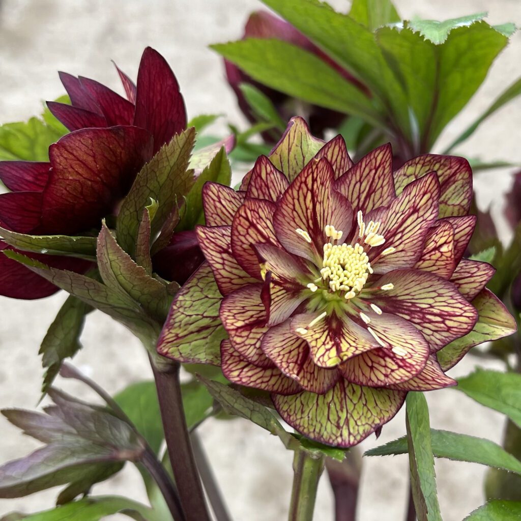 WEDDING PARTY® 'Childhood Sweetheart' Helleborus - Perennials