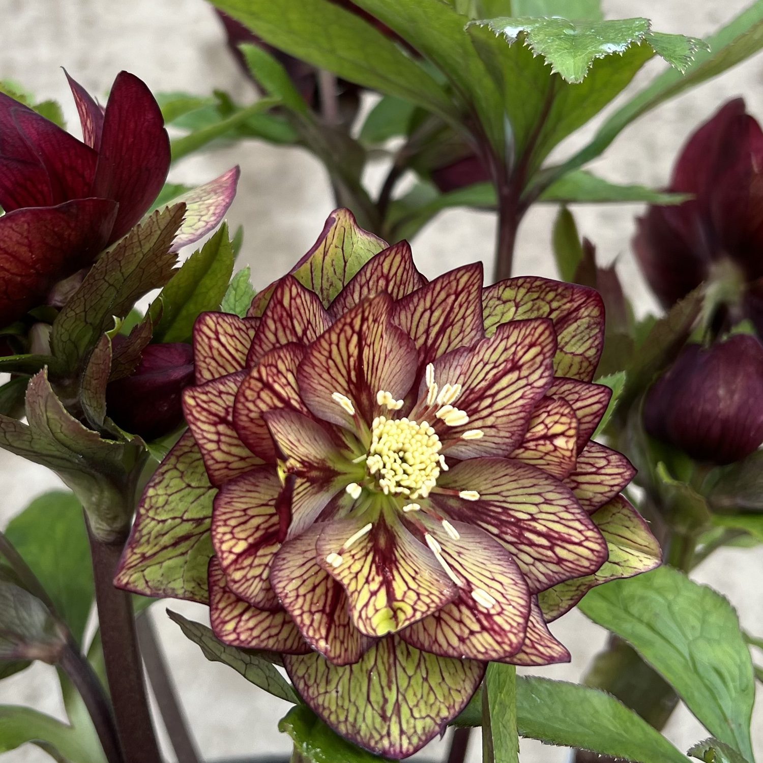 WEDDING PARTY® 'Childhood Sweetheart' Helleborus - Perennials