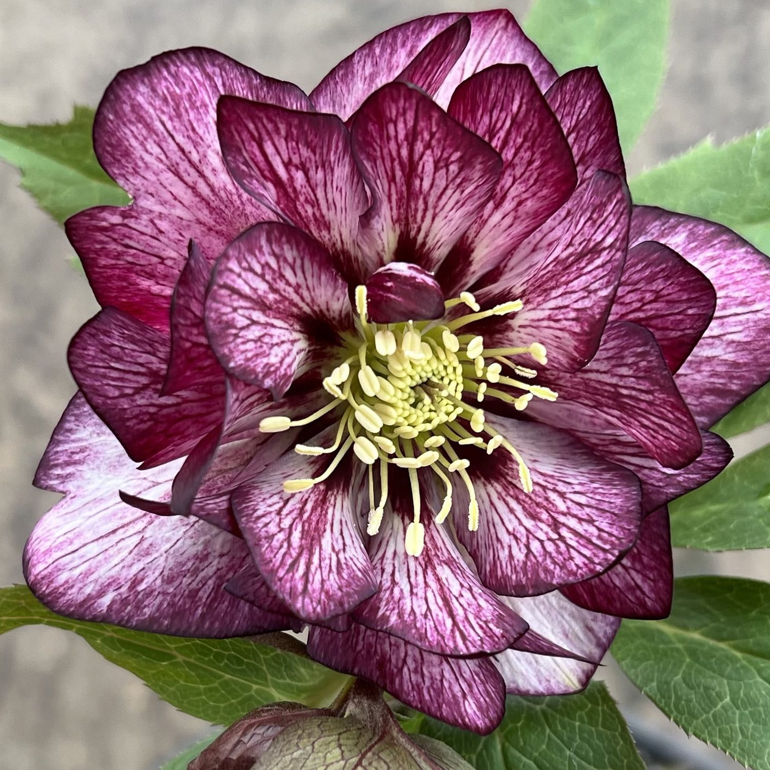 WEDDING PARTY® 'Whirlwind Romance' Helleborus - Perennials