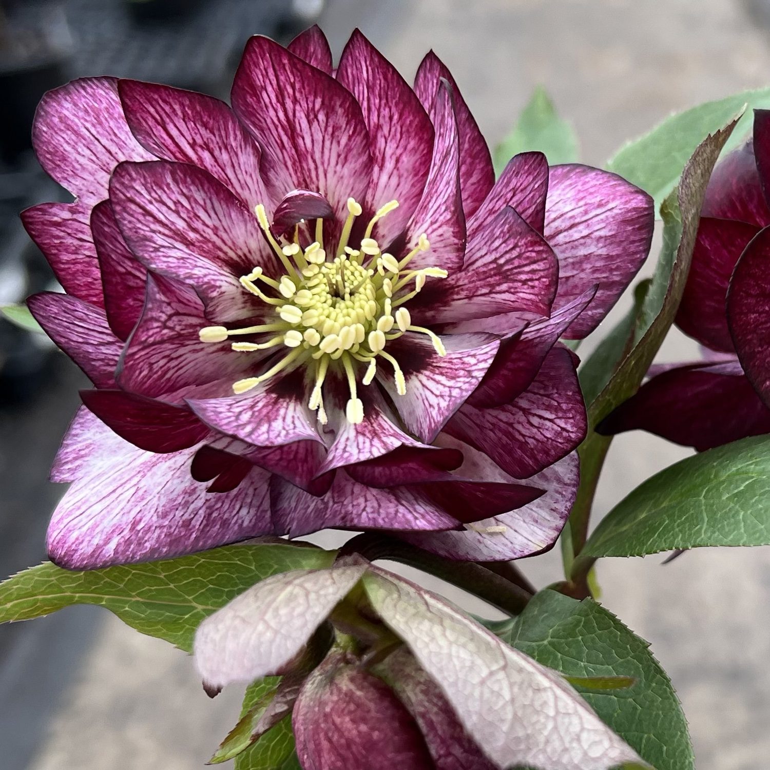 WEDDING PARTY® 'Whirlwind Romance' Helleborus - Perennials