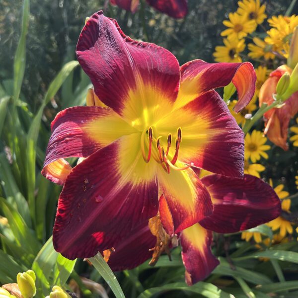 RAINBOW RHYTHM® 'Persian Ruby' Hemerocallis - Perennials