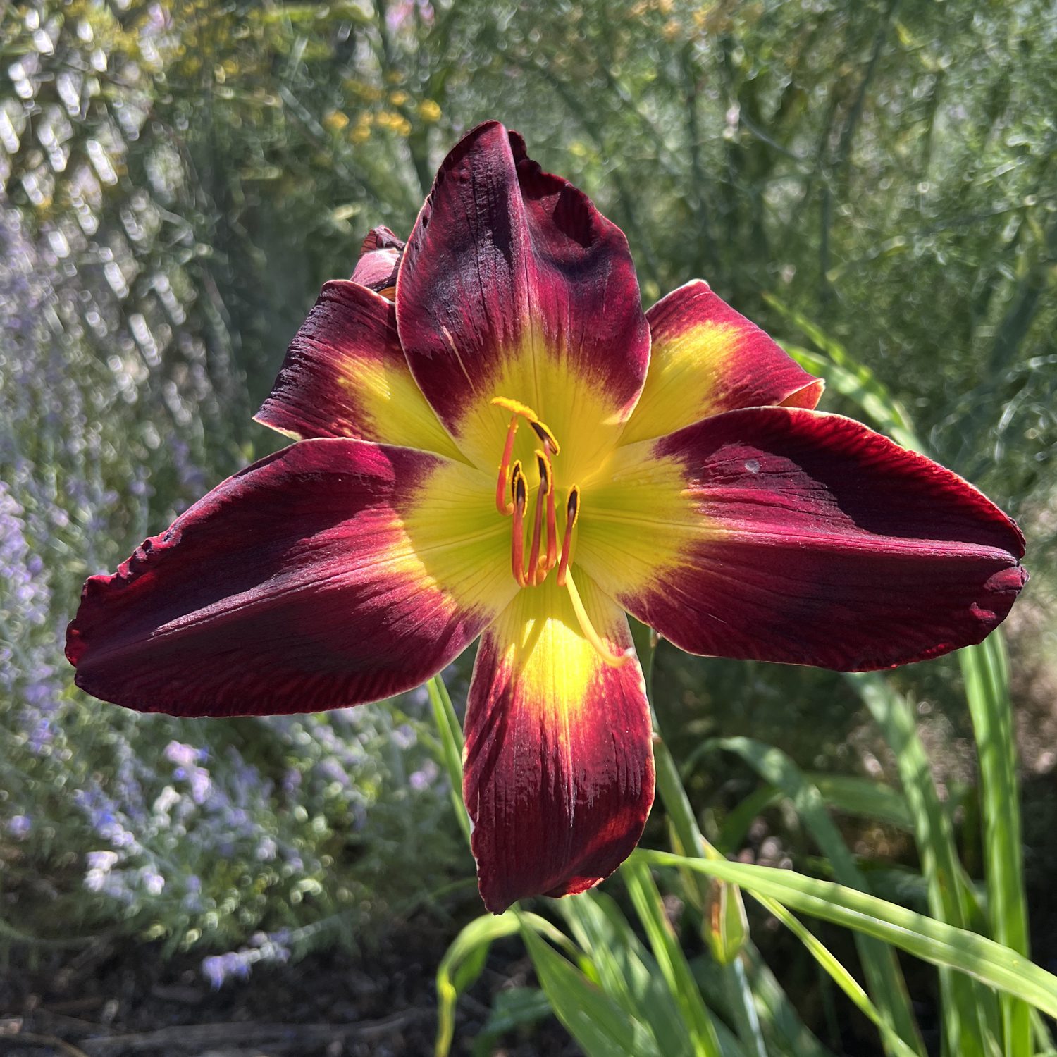 Flower Lily Rainbow Red