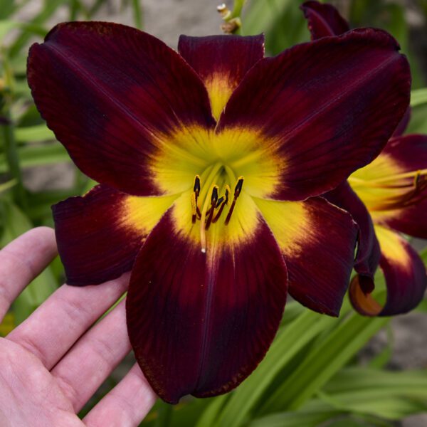 RAINBOW RHYTHM® 'Persian Ruby' Hemerocallis - Perennials