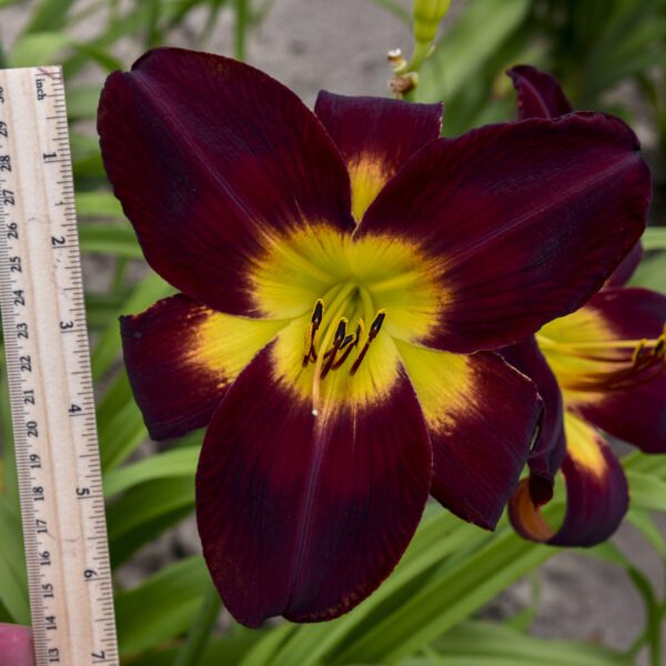 RAINBOW RHYTHM® 'Persian Ruby' Hemerocallis - Perennials