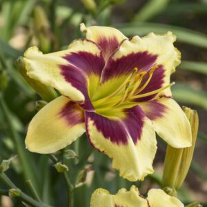 RAINBOW RHYTHM® 'Star of the North' Hemerocallis - Perennials