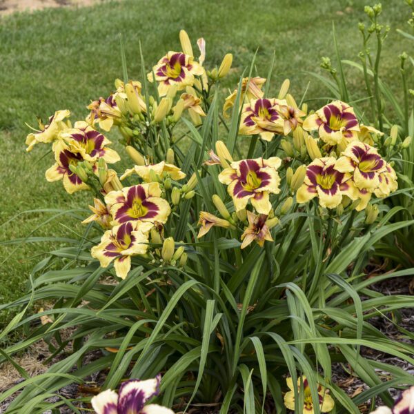 RAINBOW RHYTHM® 'Star of the North' Hemerocallis - Perennials