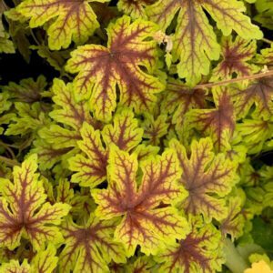 FUN AND GAMES® 'Capture the Flag' Heucherella - Perennials