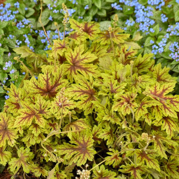 FUN AND GAMES® 'Capture the Flag' Heucherella - Perennials