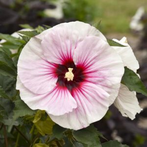 Hibiscus 'Angel Eyes' - Perennials