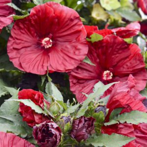 Hibiscus  'Blackberry Merlot' - Perennials