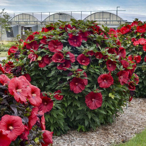 Hibiscus  'Blackberry Merlot' - Perennials