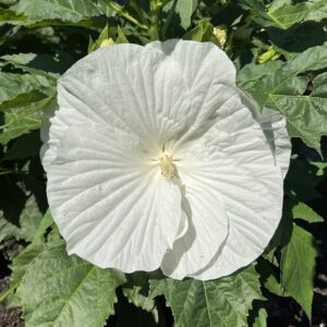 Hibiscus 'Marshmallow Moon' - Perennials